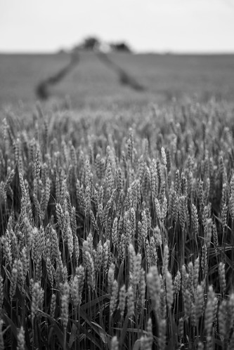 blackandwhite field rural unitedstates pennsylvania farm wheat style location northamerica shickshinny
