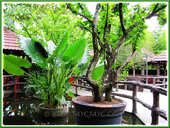 Lanscaping with Crescentia cujete and Alocasia 'Calidora' at Restaurant Siu Siu, KL - 24 Oct 2011