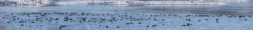 ohio ducks waterfowl indianhill pano1 grandvalleypreserve