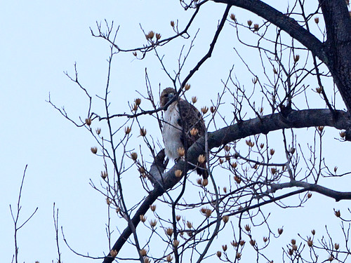 Red-Tailed Hawk (6359)