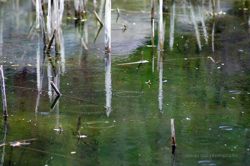 park plant abstract reflection nature water rain cane pond surface ripples 75300mm cantignypark thegalaxy
