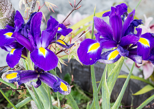 blue and yellow irises #flowers