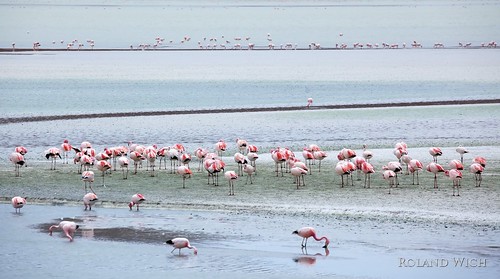 lagune flamingoes flamingos bolivia lagoon laguna bolivien altiplano bolivie falmingo hedionda flamingoea