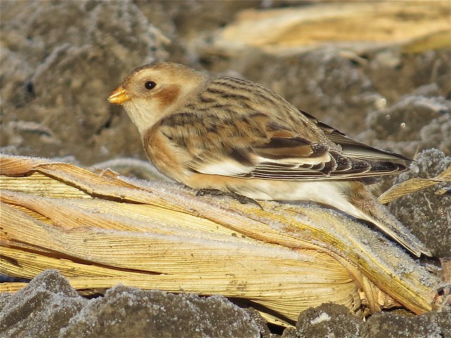 Snow Buntings at the Gridley Wastewater Treatment Ponds in McLean County, IL 13