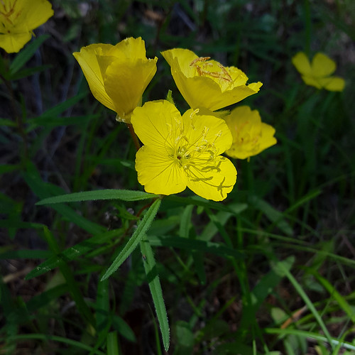 flower yellow oenothera sundrops onagraceae