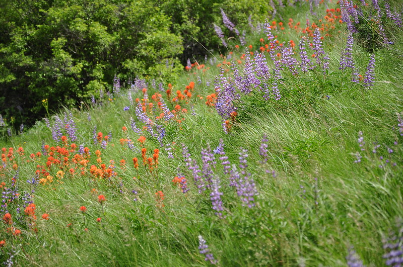 Lupine and paintbrush