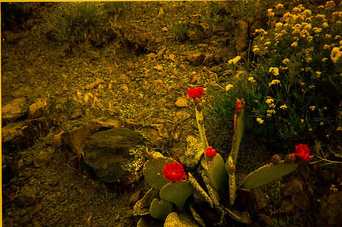 life arizona nature landscapes desert lord flowering