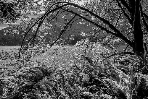 lakecrescent olympicnationalpark sprucerailroadtrail ferns swordferns alders redalders lake pattern abstract landscape