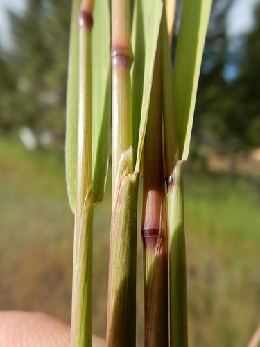 roadside poaceae perennial redtop introduced rhizomatous coolseason disturbedsite wetsite agrostisstolonifera aveneae
