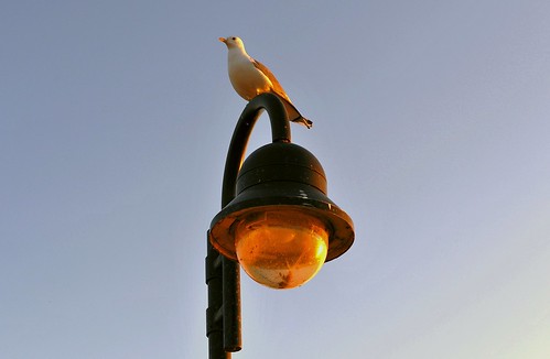 sunset sunlight lamp germany nikon europe seagull rügen mecklenburgvorpommern vilm nikond700