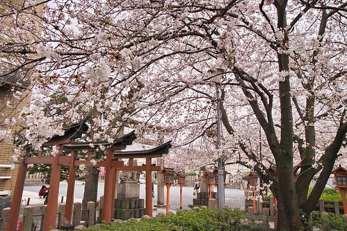 【写真】2013 桜 : 六孫王神社/2020-04-21/IMGP8940