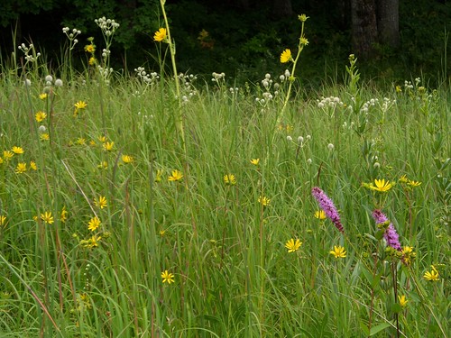photo flora michigan cmu meadow wildflower clarecounty centralmichiganuniversity nethercut prairierestoration neithercutwoods