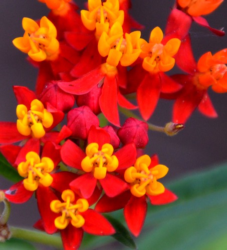 flowers red summer orange yellow colorful ngc blossoms august blooms milkweed 6000 tropicalmilkweed jennypansing