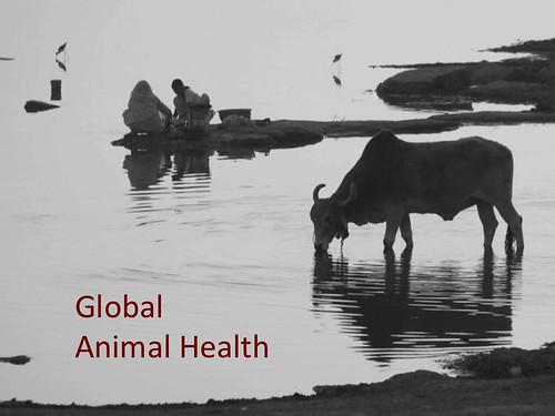 Global animal health