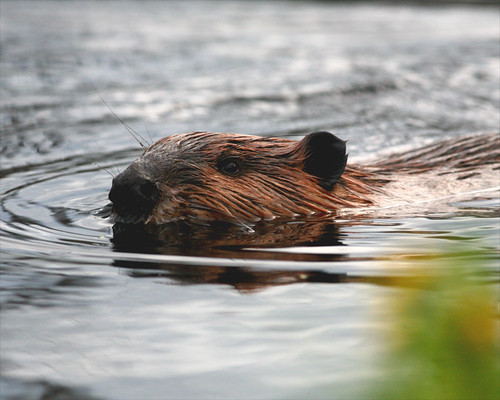 nature beaver mainewildlife