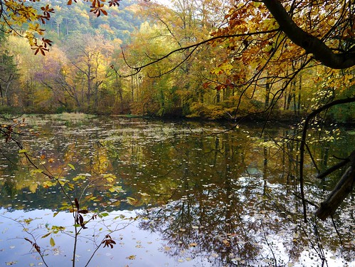 autumn fall water austria österreich pond wasser laub herbst foliage teich niederösterreich autriche loweraustria sierningtal