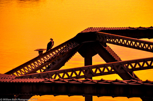 bridge birds sunrise river nikon structures osprey d90