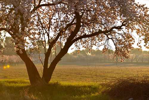 morning trees light sunset españa naturaleza sun white flores color colour tree green primavera blanco luz sol nature field grass landscape luces spring spain nikon flor almond rosa amanecer provincia albacete almendro castillalamancha d600