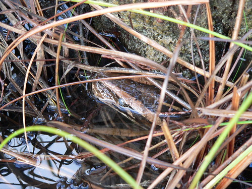 Can you find the snake? A Burmese python peeks out from its hiding place in Florida. APHIS Wildlife Services experts are developing new tools to help track and remove this invasive species. Photo by Lori Oberhofer, National Park Service