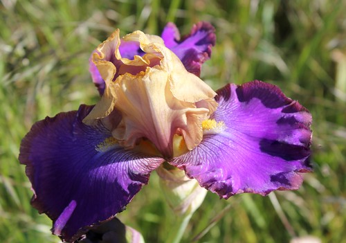 Iris - floraisons 2011 - Page 3 8734959485_7d6afe8ccb