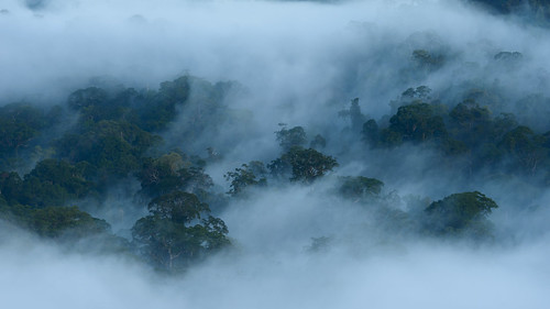 morning fog landscape geotagged rainforest malaysia borneo sabah danumvalley