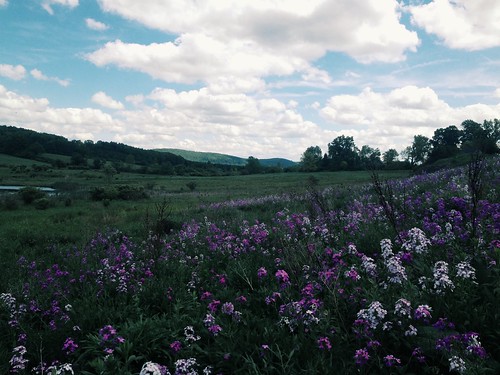 flowers sky newyork mountains flower field clouds rural landscape earth upstate iphone iphone4s