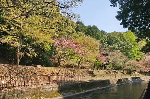 【写真】2013 桜 : 山科疎水/2020-09-19/IMGP9954