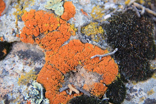 nationalpark colorado nps lichens blackcanyonofgunnison deaftalent deafoutsidetalent deafoutdoortalent
