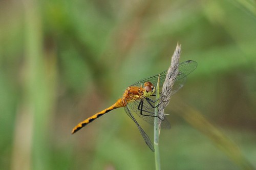 robert bike st wisconsin bug insect fly dragon dragonfly hike trail wi kramer germaine whitefaced meadowhawk sympetrum abtrusum
