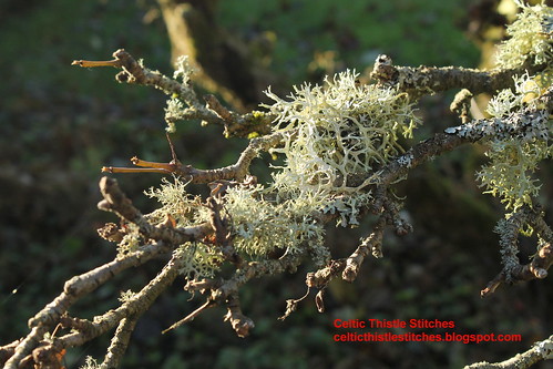 Winter Lichen