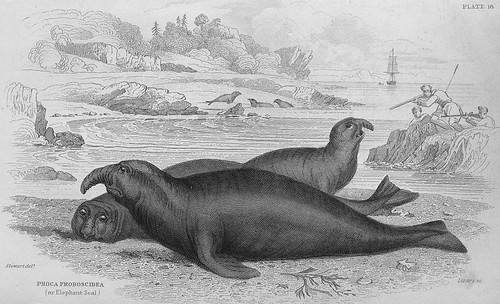 十九世紀初期，海豹和鯨魚已經變得很稀少了，獵人於是把獵捕目標轉移到象海豹身上，因為牠們體內富含油脂。 圖片來源：Hamilton, R. (1839) Jardine’s Naturalist’s Library. Mammalia Volume VIII. Amphibious Carnivora Including Walrus and Seals, Also of the Herbivorous Cetacea, &c.W. H. Lizars, Edinburgh.