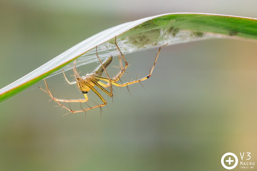 Oxyopes birmanicus ♀ lynx spider guarding spiderlings