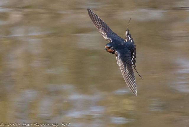Barn Swallow in flight 5_12 1