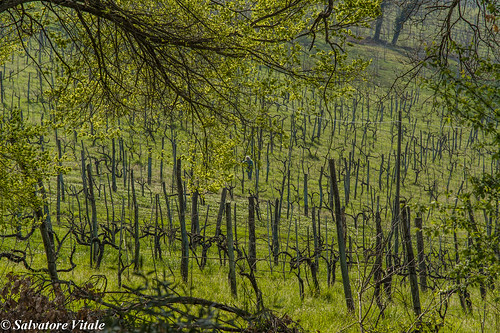 verde nikon italia natura campagna vineyards camerino uva marche vite contadino vitigno d7100 roccadajello roman77 locandadellistrice