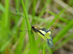 Owlfly (Libelloides coccajus) male