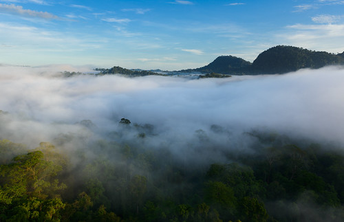 fog landscape geotagged rainforest malaysia borneo danumvalley