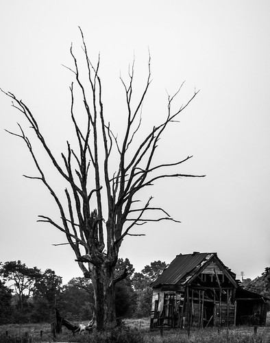 bw white house black tree abandoned landscape dead lumix long branch 4 panasonic lightroom lr4 gx1 sigma30mm28exdn