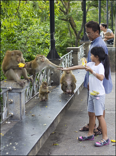 Feeding the Monkeys