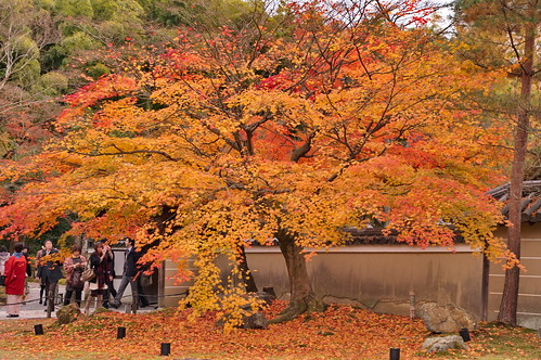 【写真】2012 紅葉 : 高台寺/2021-04-05/IMGP8024
