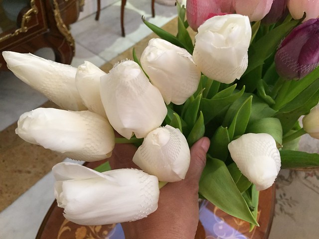 white tulips from Nyke