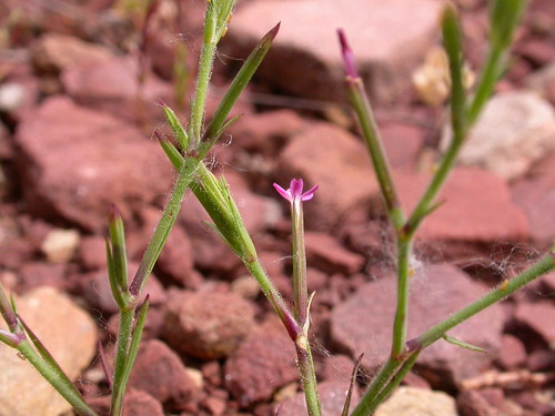 spain plantas aragón lasierra cariofiláceas velezia floraibérica veleziarigida rosapurpúrea terófito sierradetabuenca