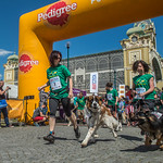2016 Walk with dogs