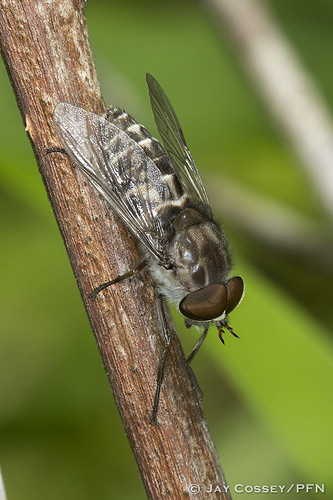 indiana horsefly naturephotography martincounty insecta tabanid dipteraflies photographerjaycossey