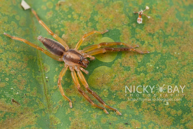 Huntsman Spider (Thelcticopis sp.) - DSC_0037