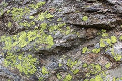Green Lichens