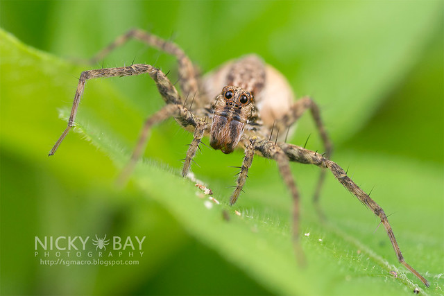 Wolf Spider (Lycosidae) - DSC_2955