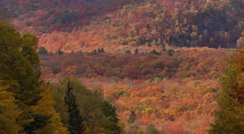 autumn panorama ontario storm colour tree fall forest treeline pending canadapt