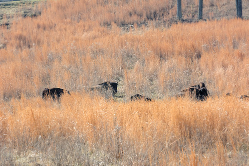 buffalo kentucky bison landbetweenthelakes