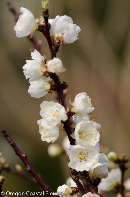 apricot flowering branches