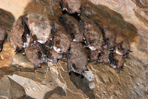 Little brown bats, like these found in a cave in Maine in 2013, are increasingly being found with white-nose syndrome. The U.S. Forest Service is researching many angles to help wildlife managers and the public to combat the disease. (U.S. Fish and Wildlife Service)